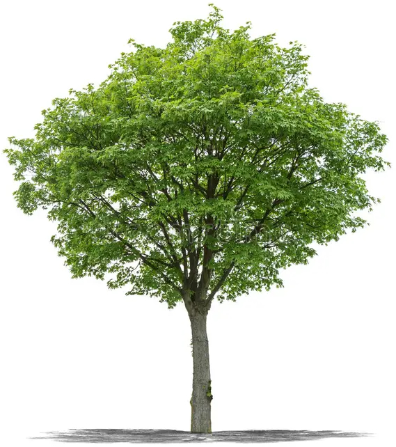 Tree Intital Index of /assets/images